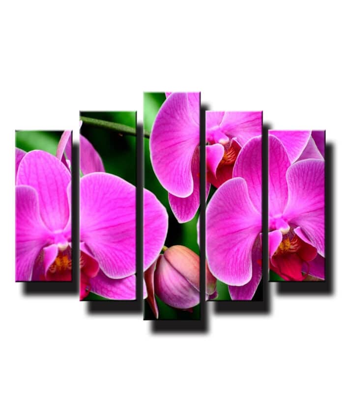 5 dielny obraz na stenu orchidea ružová