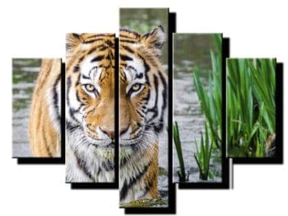 päť dielny obraz na stenu tiger vo vode-viac dilne obrazy-onlinefotka.sk