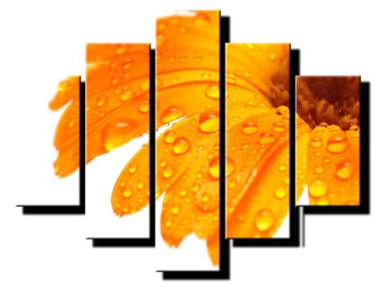 5 dielny obraz na stenu gerbera-viac dielny obraz-onlinefotka