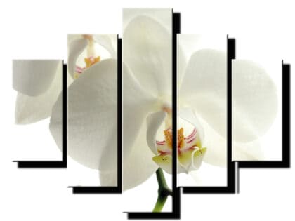 pat dielny obraz biela orchidea-viac dielny obraz-onlinefotka