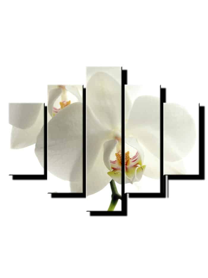 pat dielny obraz biela orchidea-viac dielny obraz-onlinefotka