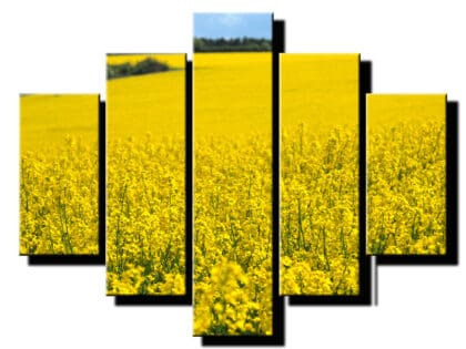5 diellny obraz pestovanie repky olejnej-Viac dielny obraz-moderne obrazy na stenu