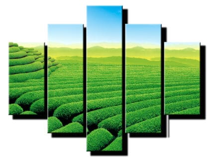 5 dielny obraz čajové pole-Viac dielny obraz-moderne obrazy na stenu