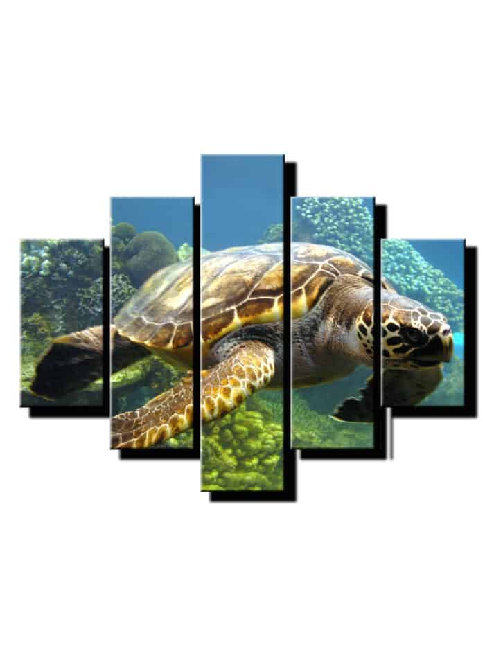 5 dielny obraz korytnacka 2-Viac dielny obraz-moderne obrazy na stenu