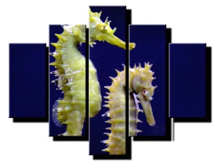 5 dielny obraz morsky konik-Viac dielny obraz-moderne obrazy na stenu