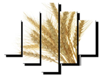 5 dielny obraz psenica-Viac dielny obraz-moderne obrazy na stenu