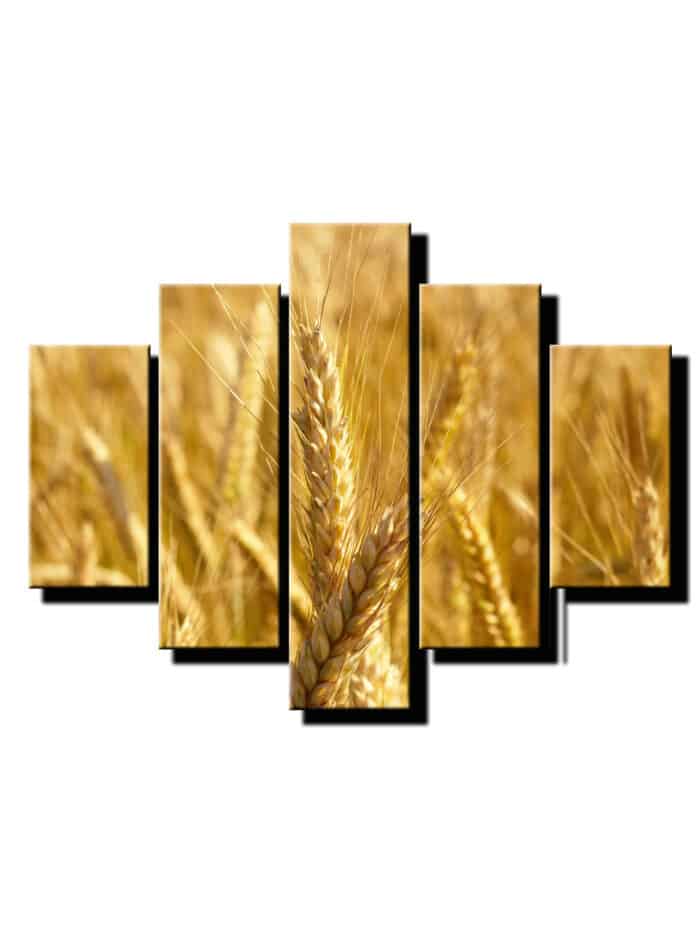 5 dielny obraz psenica jarna-Viac dielny obraz-moderne obrazy na stenu