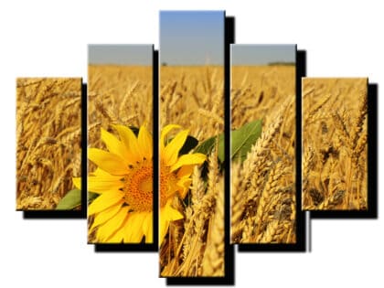 5 dielny obraz psenica so slnecnocou-Viac dielny obraz-moderne obrazy na stenu