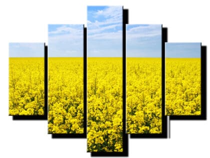 5 dielny obraz repka olejna pole-Viac dielny obraz-moderne obrazy na stenu