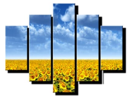 5 dielny obraz slnecnice kvitnuce na poli-Viac dielny obraz-moderne obrazy na stenu